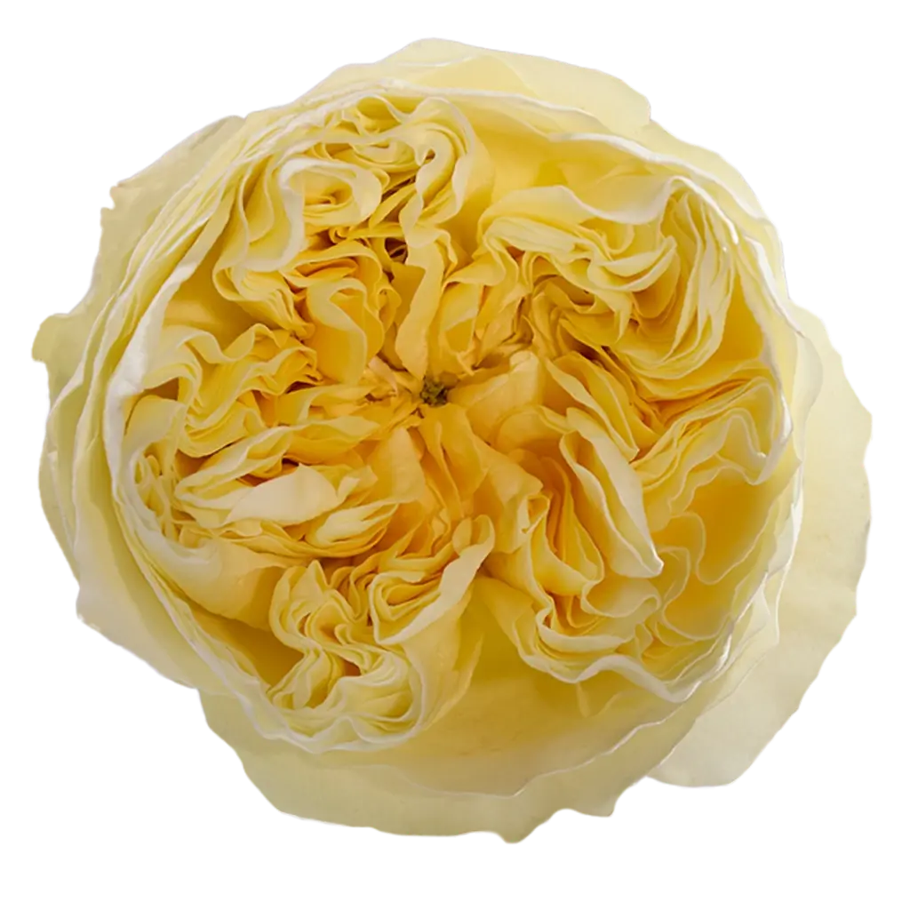 40cm Garden Roses Cream Antonia Gardens 