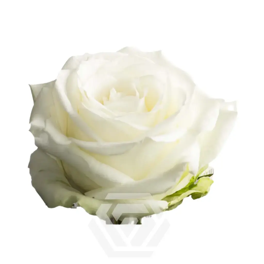 40cm Roses White Avalanche