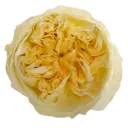 40cm Garden Roses Cream Antonia Gardens 