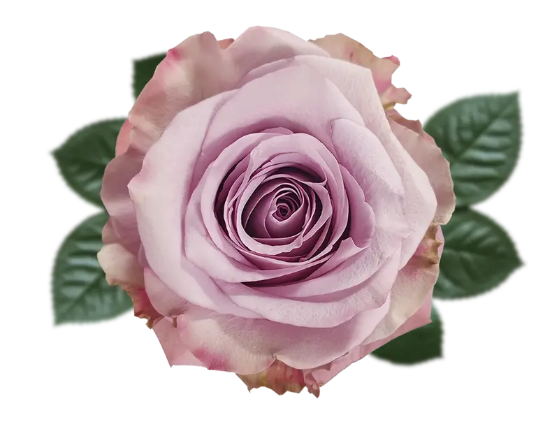 40cm Roses Light Lilac Star Platinum 