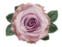 40cm Roses Light Lilac Star Platinum 