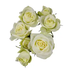 Spray Roses White Floreana 