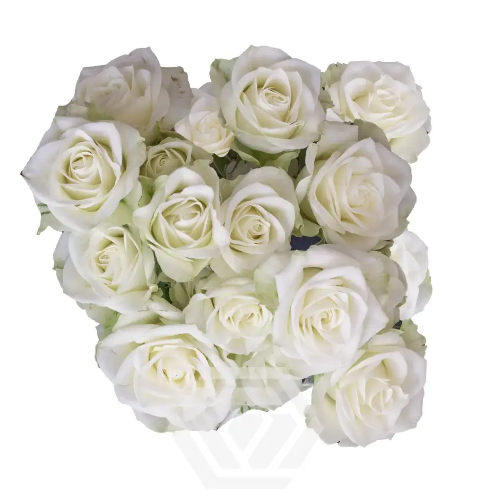 Spray Roses White Floreana 
