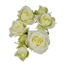 Spray Roses White Floreana 