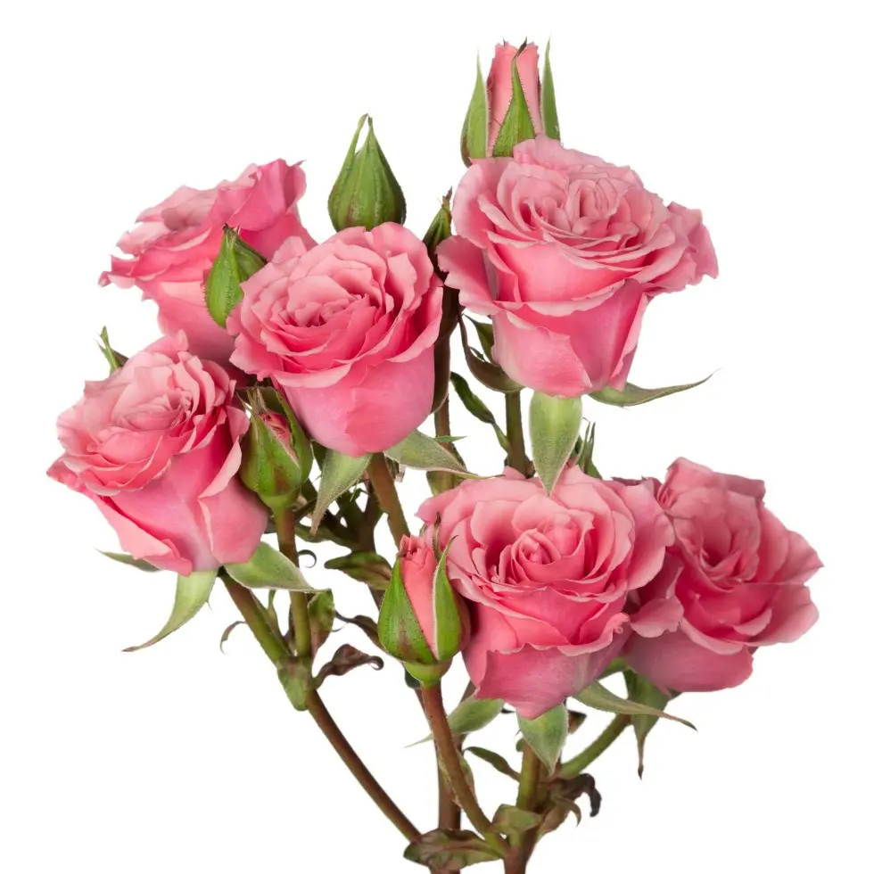 Spray Roses Medium Pink Bloom
