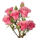 Spray Roses Medium Pink Bloom