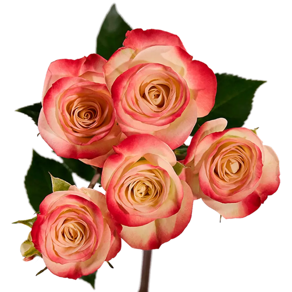 Spray Roses Bi-Color Cream/Pink Jewel