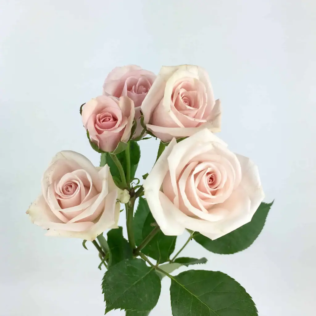 Spray Roses Light Pink Portrait 