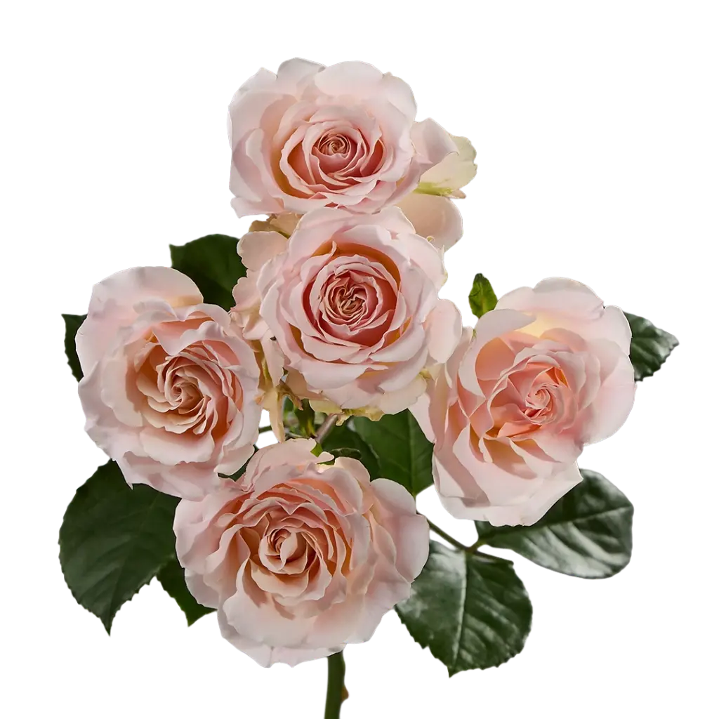 Spray Roses Light Pink Wedding Sensation