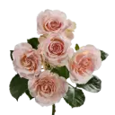 Spray Roses Light Pink Wedding Sensation