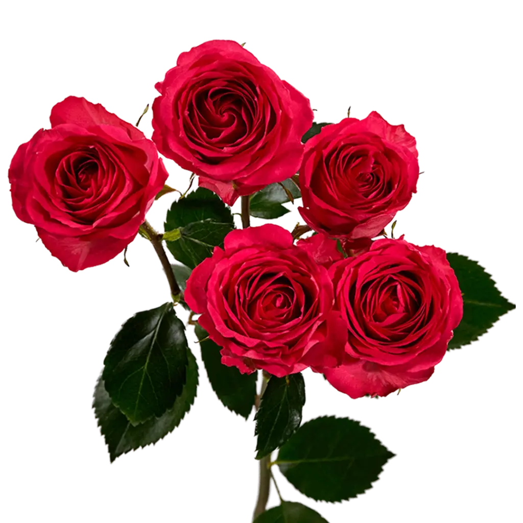 Spray Roses Hot Pink Bellalinda Cerise  