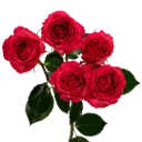 Spray Roses Hot Pink Bellalinda Cerise  