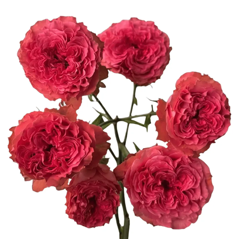 Spray Garden Roses Hot Pink Coral Kiss