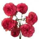 Spray Garden Roses Hot Pink Coral Kiss
