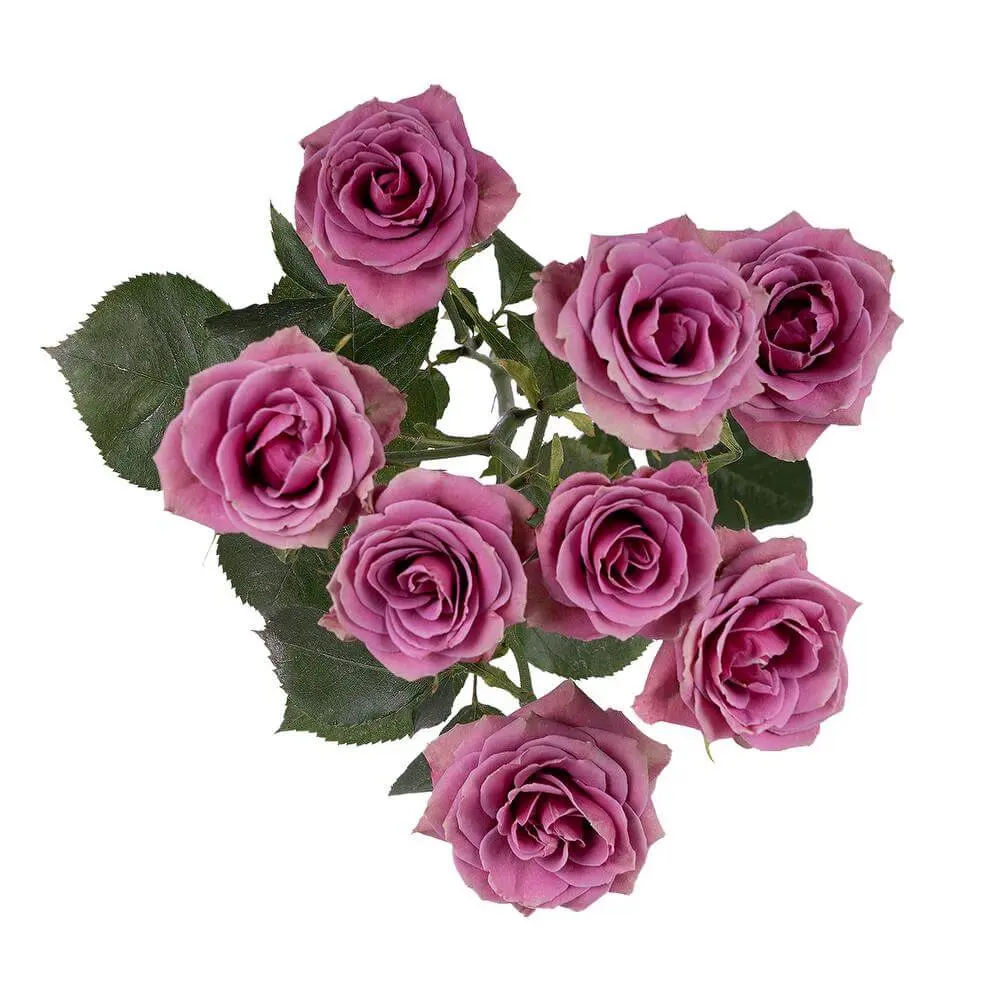 Spray Roses Lilac B.S. Sagitta 