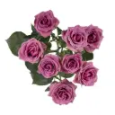 Spray Roses Lilac B.S. Sagitta 