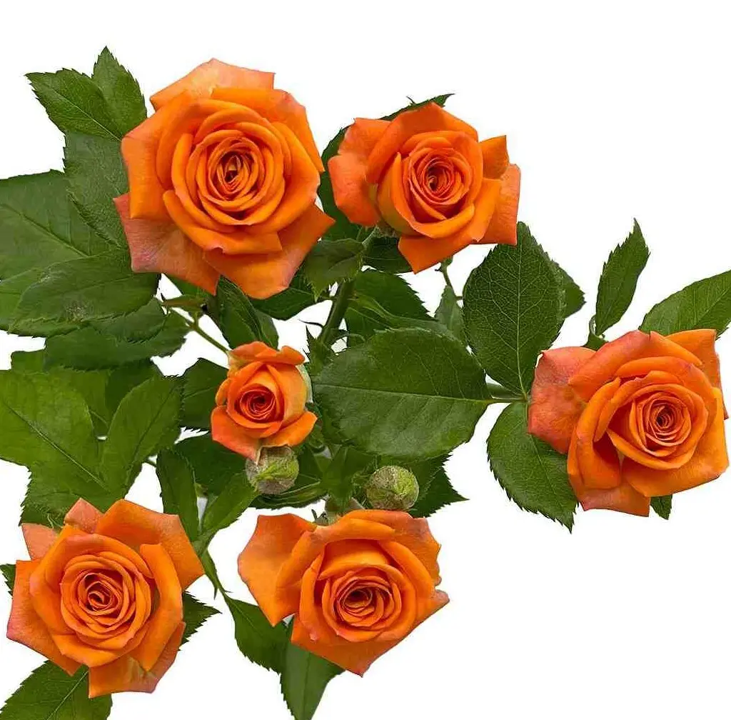 Spray Roses Orange Babe