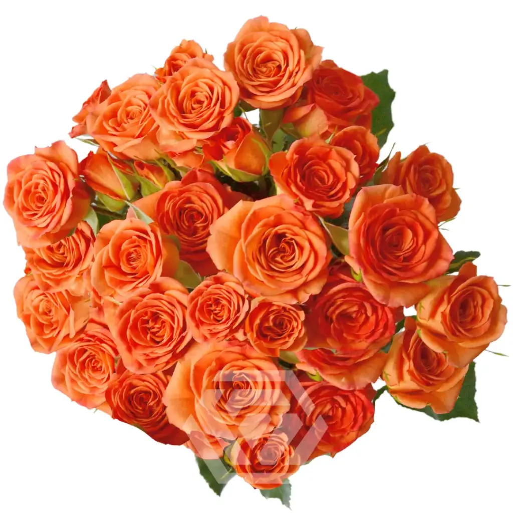 Spray Roses Orange Saona 