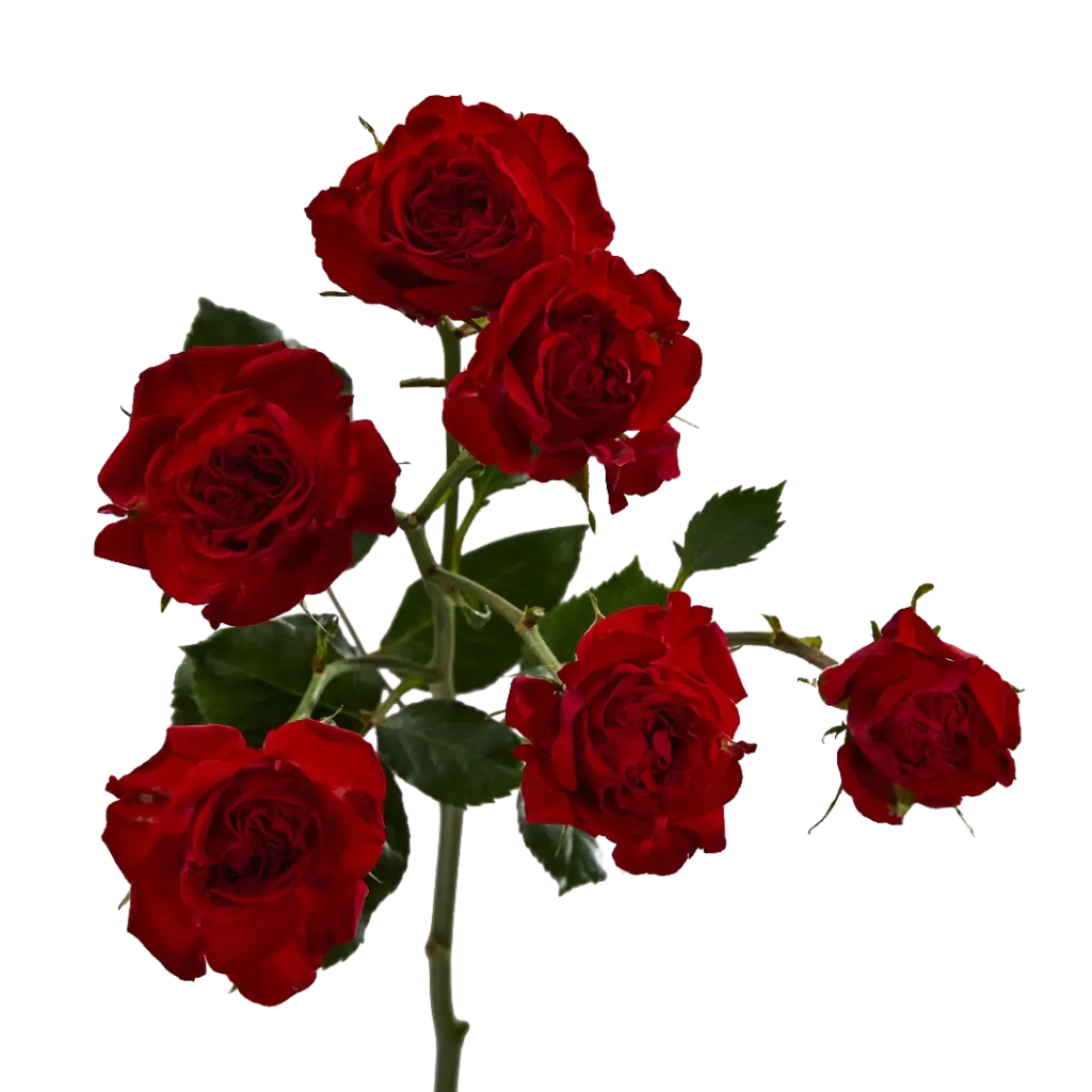Spray Roses Bright Red Jewel 
