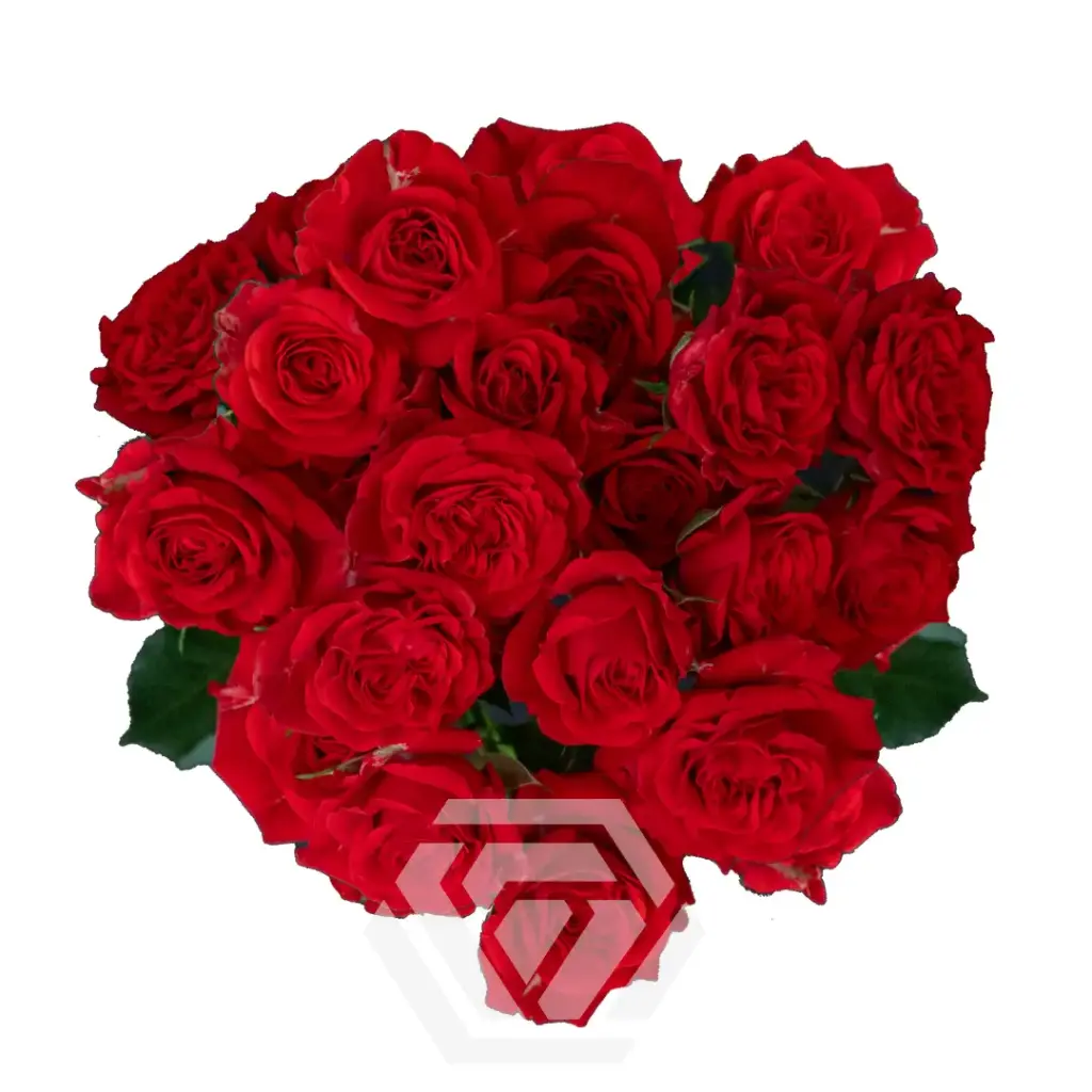 Spray Roses Red Jewel 