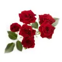 Spray Roses Red Brilliant Stars 