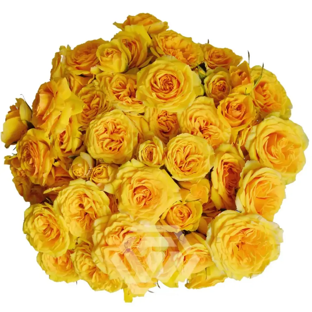 Spray Roses Yellow Brilliant Star Leo