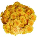 Spray Roses Yellow Brilliant Star Leo