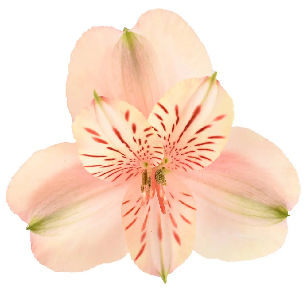 Alstroemerias Peach Canyon