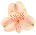 Alstroemerias Peach Canyon
