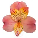Alstromerias Peach