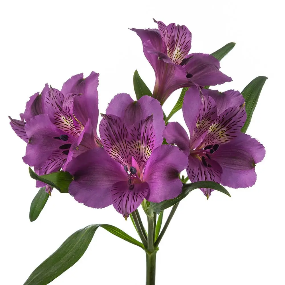 Alstroemerias Dark Purple