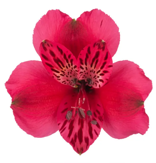 Alstroemerias Hot Pink Lucia