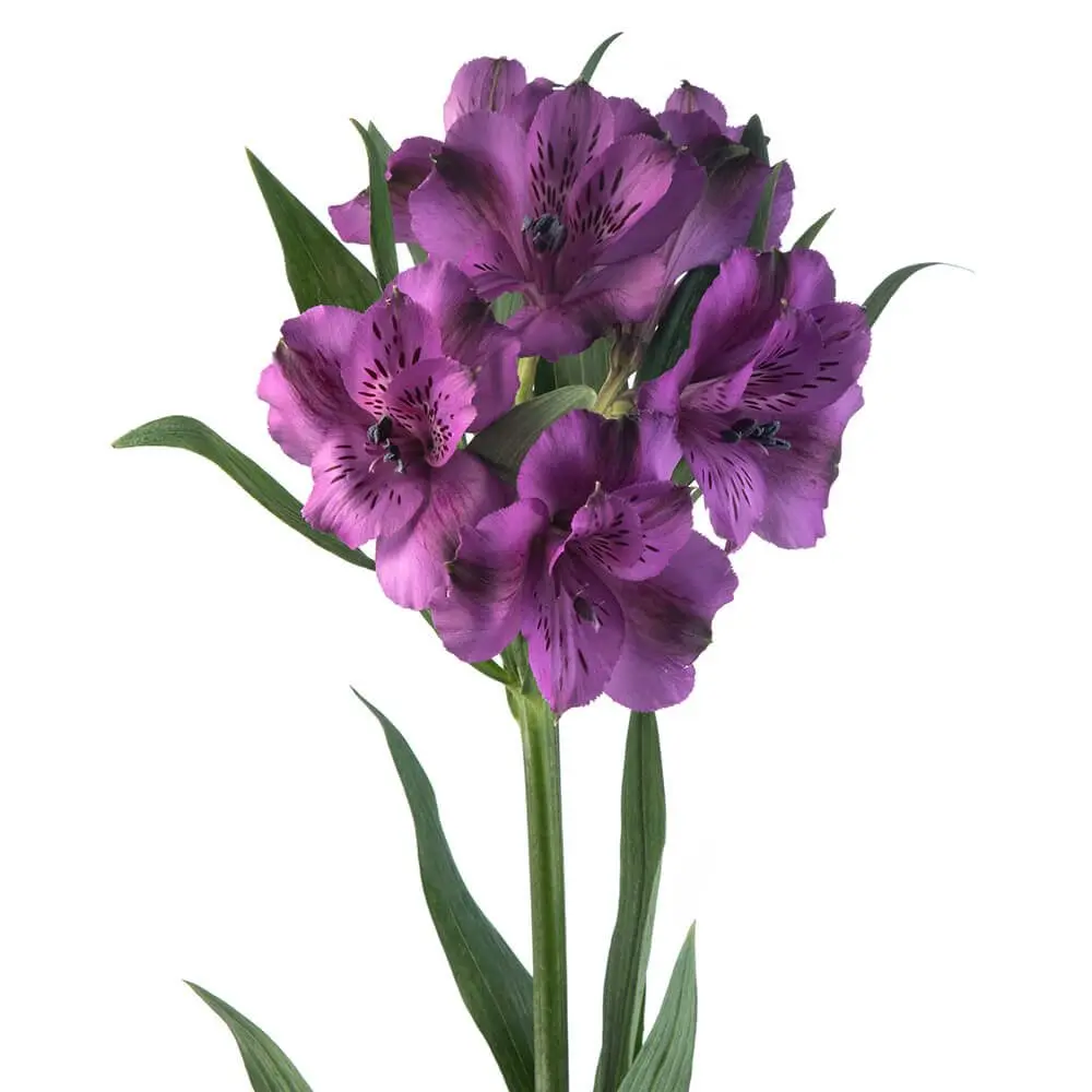 Alstromerias Purple