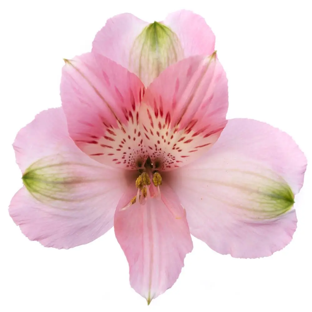 Alstroemerias Light Pink Kitty 
