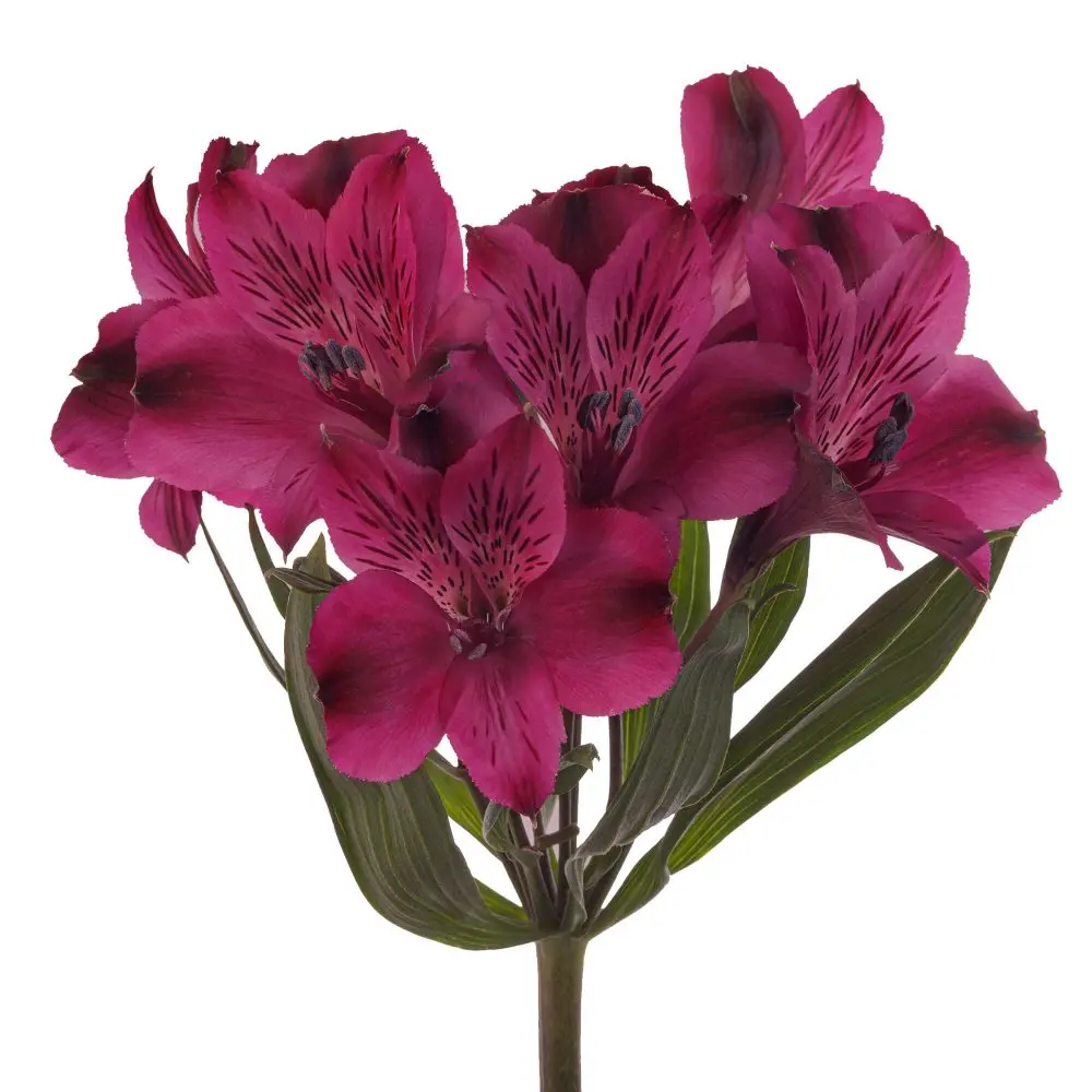 Alstroemerias Magenta Purple 