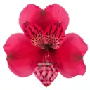Alstromeria Hot Pink Lucia 