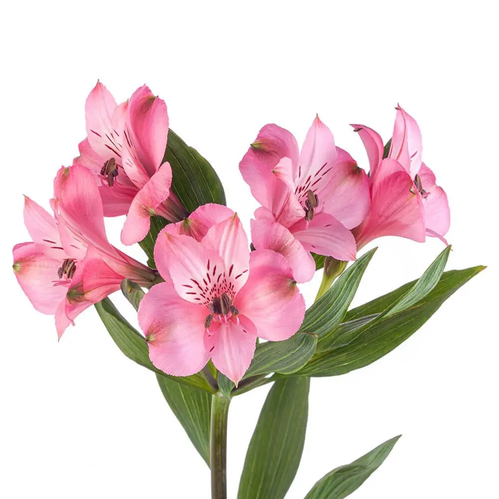 Alstroemerias Light Pink