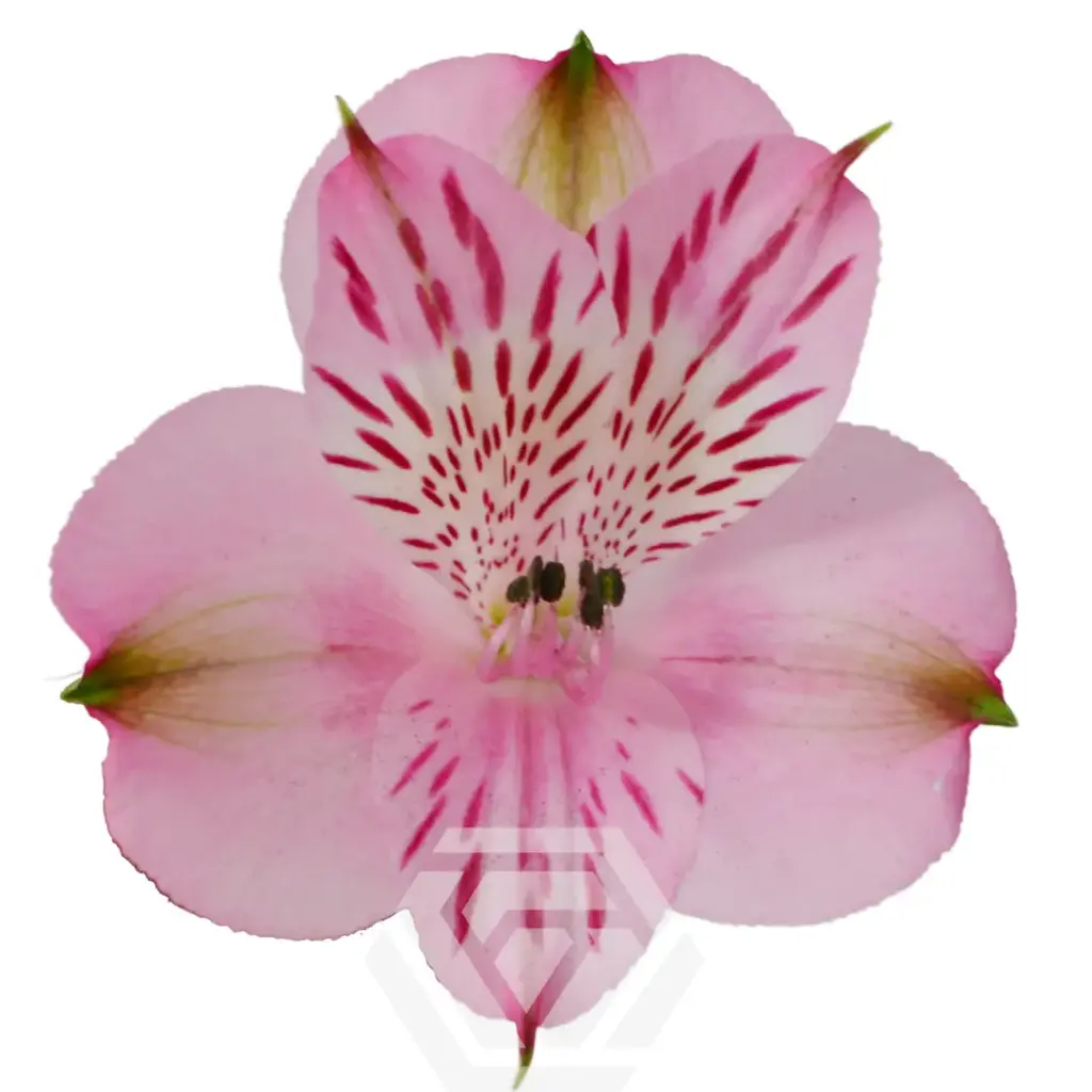 Alstroemerias Light Pink