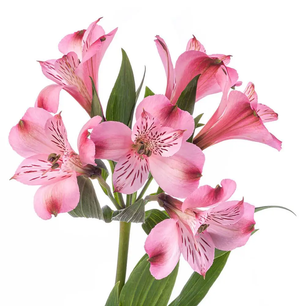Alstroemerias Light Pink