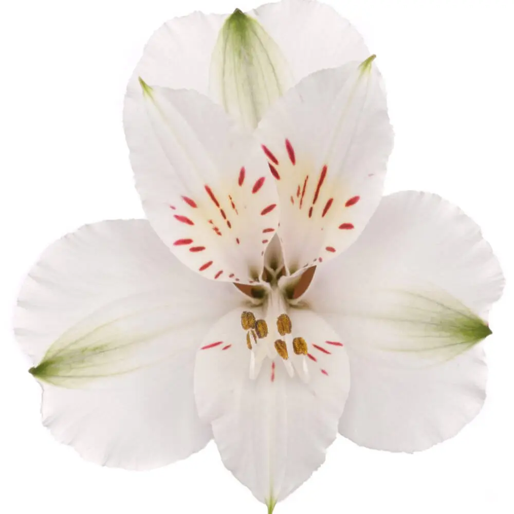 Alstroemerias White Winterfell
