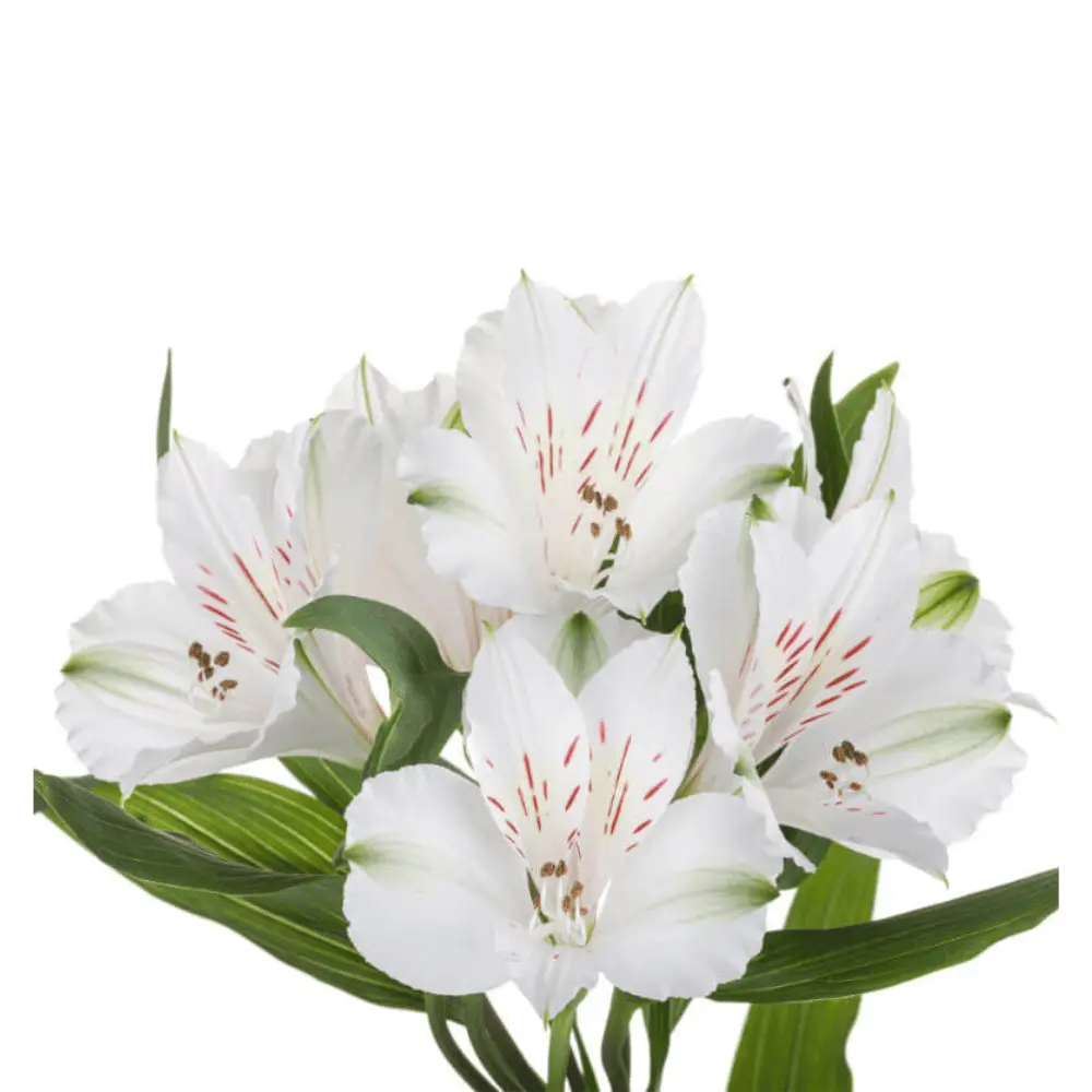Alstroemerias White