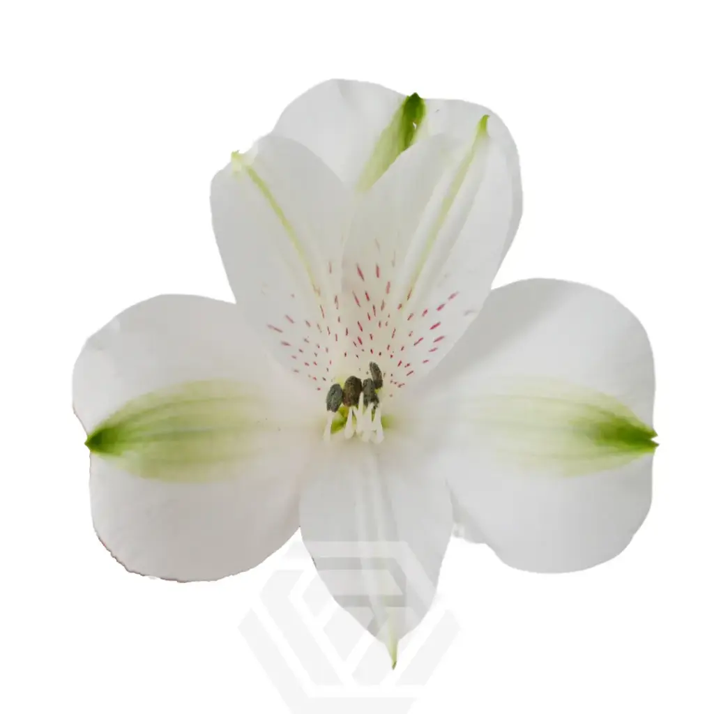 Alstroemerias White