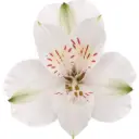 Alstroemerias White Winterfell
