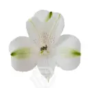 Alstroemerias White