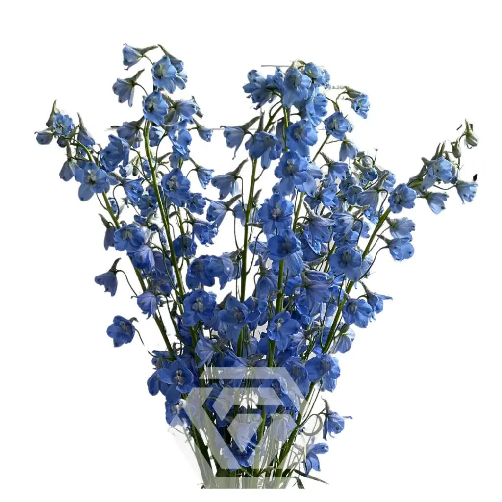 Delphinium Light Blue Sky 