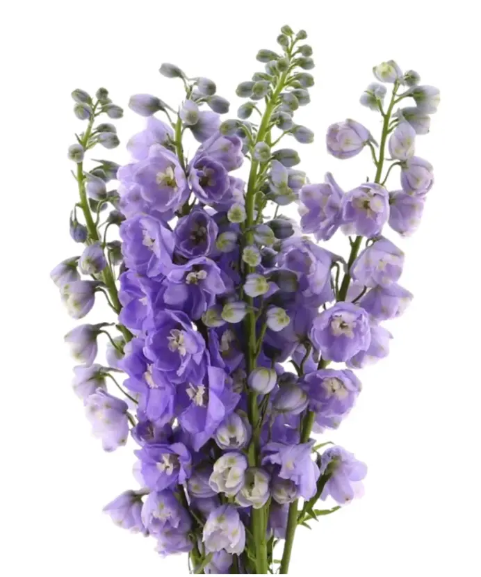 Delphinium Serene Lavender 