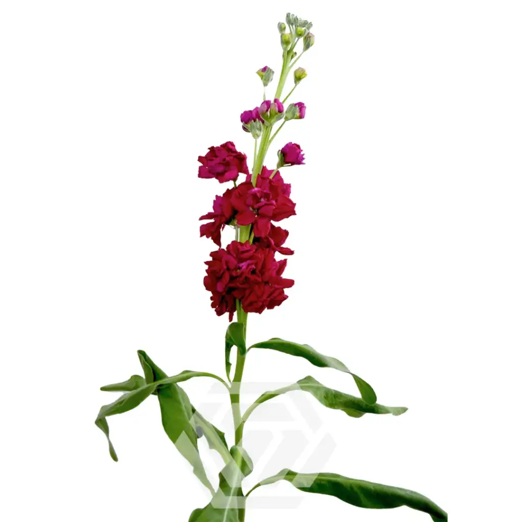 Stock Red- 10 Stems