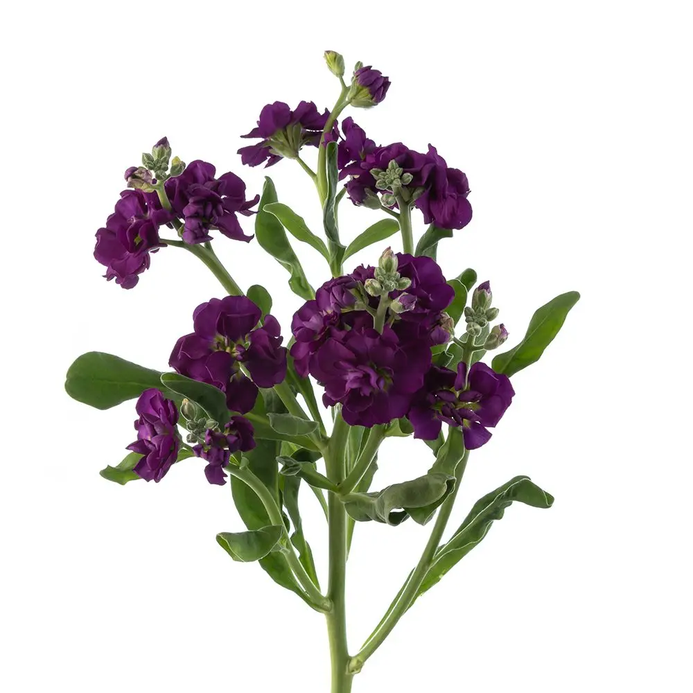Stock Purple (10st)