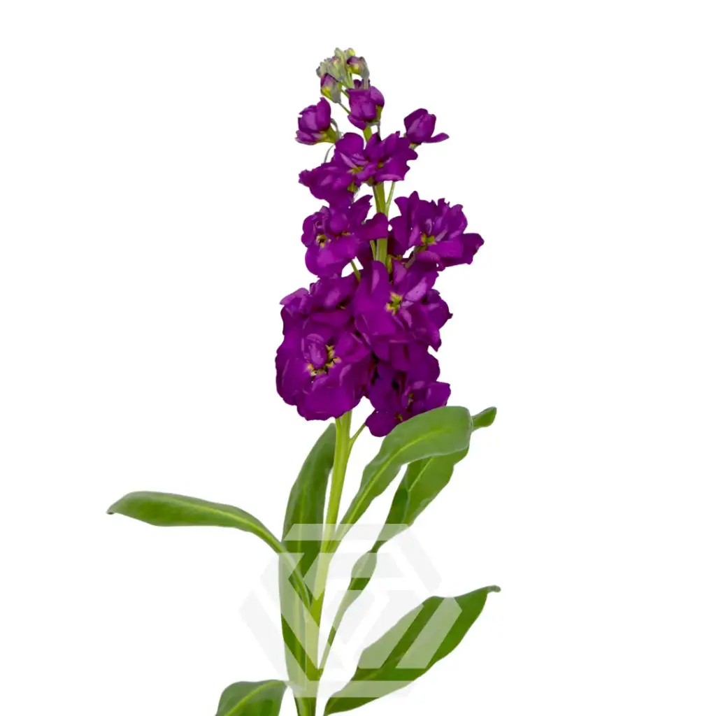 Stock Purple - 10 Stems