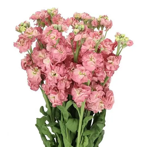 Stock Dusty Pink - 5 stems 